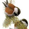 Chestnut-backed Chickadee